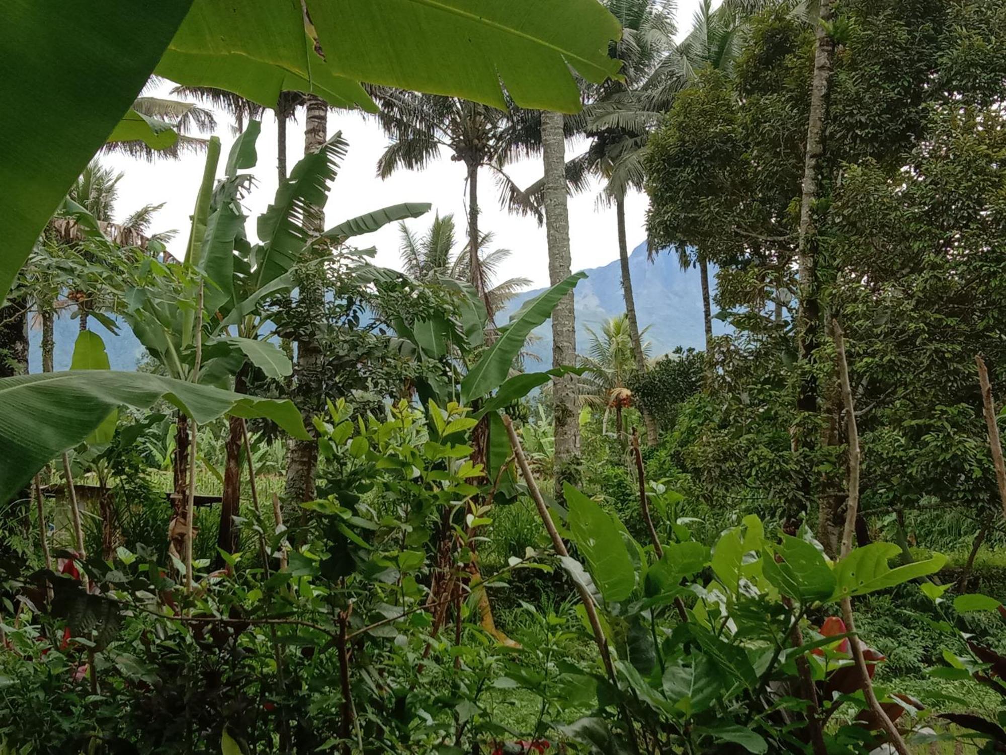 Banana Bungalows テテバトゥ 部屋 写真