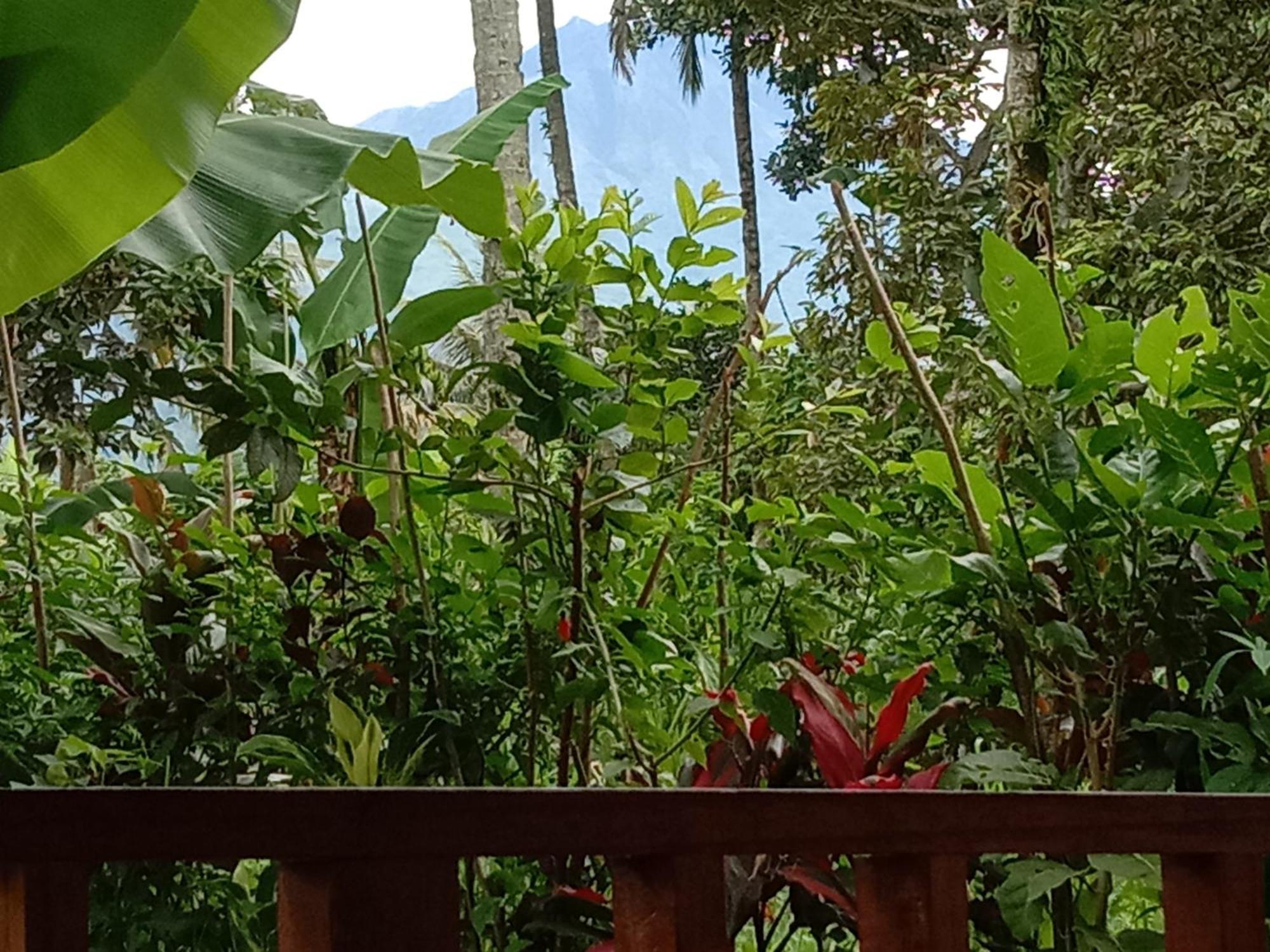 Banana Bungalows テテバトゥ 部屋 写真
